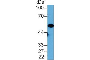 Western Blot; Sample: Mouse Placenta lysate; Primary Ab: 2µg/mL Rabbit Anti-Mouse NNE Antibody Second Ab: 0.