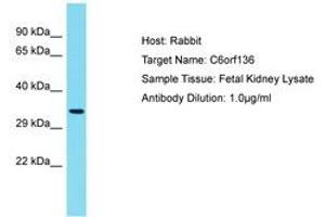 C6ORF136 antibody  (AA 220-269)