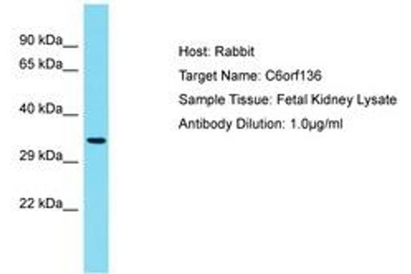 C6ORF136 anticorps  (AA 220-269)