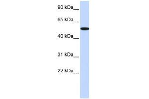 WB Suggested Anti-RIPK2 Antibody Titration:  0. (RIPK2 anticorps  (Middle Region))