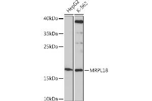 Western blot analysis of extracts of various cell lines, using MRPL18 Rabbit pAb (ABIN7268560) at 1:1000 dilution. (MRPL18 anticorps  (AA 1-92))