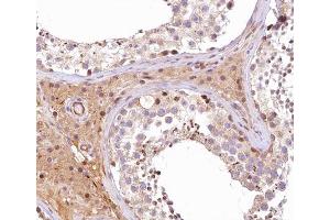 ABIN6266774 at 1/100 staining human testis tissue sections by IHC-P. (ATG4B anticorps  (Internal Region))