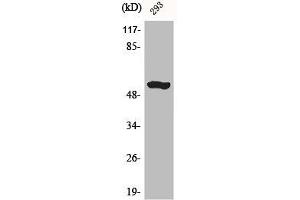 Western Blot analysis of mouse liver cells using ACTR-IB Polyclonal Antibody