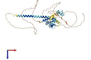 AlphaFold protein structure predicition of Human Recombinant ZBTB8B Protein, UniprotID Q8NAP8