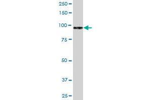 MATN2 MaxPab rabbit polyclonal antibody. (MATN2 anticorps  (AA 1-937))