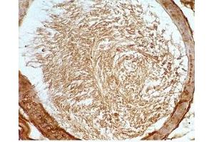 Mouse testis tissue was stained by Rabbit Anti-Desnutrin (465-486) (Mouse) Serum