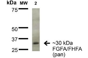 Western Blot analysis of Rat Brain Membrane showing detection of ~30 kDa FGFA/FHFA (pan) protein using Mouse Anti-FGFA/FHFA (pan) Monoclonal Antibody, Clone S235-22 . (FGF13 anticorps  (AA 2-18) (Atto 390))
