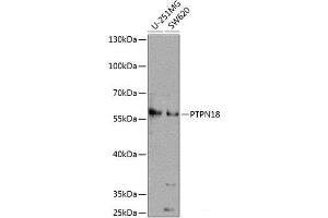 Western blot analysis of extracts of various cell lines using PTPN18 Polyclonal Antibody at dilution of 1:1000. (PTPN18 anticorps)