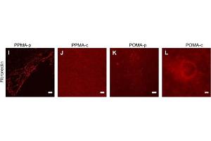 Immunofluorescence of Anti-Fibronectin Antibody.