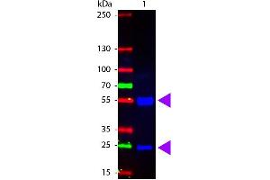Western Blot of Fluorescein Conjugated Rabbit anti-Swine IgG antibody. (Lapin anti-Porc IgG (Heavy & Light Chain) Anticorps (FITC) - Preadsorbed)