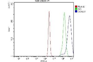 anti-Cytochrome C Oxidase Subunit VIb Polypeptide 1 (Ubiquitous) (COX6B1) (N-Term) antibody