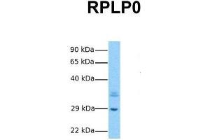 Host:  Rabbit  Target Name:  RPLP0  Sample Tissue:  Human Hela  Antibody Dilution:  1. (RPLP0 anticorps  (Middle Region))
