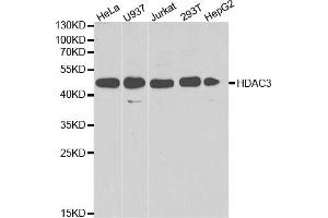 Western blot analysis of extracts of various cell lines, using HDAC3 antibody. (HDAC3 anticorps)