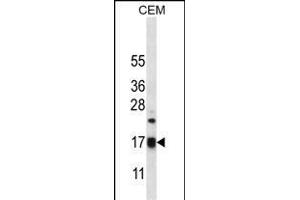 MRPS12 Antibody (Center K43) (ABIN656569 and ABIN2845829) western blot analysis in CEM cell line lysates (35 μg/lane). (MRPS12 anticorps  (AA 28-59))