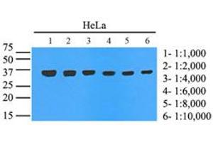 Western Blotting (WB) image for anti-Glyceraldehyde-3-Phosphate Dehydrogenase (GAPDH) (AA 1-335), (N-Term) antibody (ABIN492380)