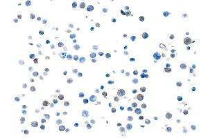 Immunocytochemistry (ICC) image for anti-Transforming Growth Factor, beta 1 (TGFB1) (AA 325-375) antibody (ABIN7449529)