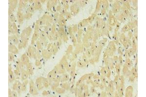 Immunohistochemistry of paraffin-embedded human heart using ABIN7161735 in 30 μg/mL dilute concentrations.