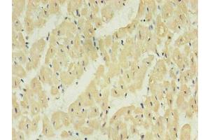 Immunohistochemistry of paraffin-embedded human heart using ABIN7161735 in 30 μg/mL dilute concentrations. (NPPB anticorps)