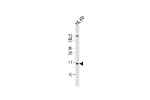 Anti-KISS1 Antibody (C-Term)at 1:2000 dilution + HL-60 whole cell lysates Lysates/proteins at 20 μg per lane. (KISS1 anticorps  (AA 115-145))
