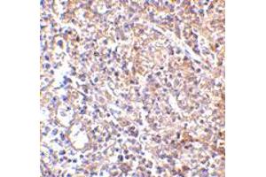 Immunohistochemistry of LY96 in human spleen with LY96 monoclonal antibody, clone 9F1B1  at 2. (LY96 anticorps  (AA 2-160))