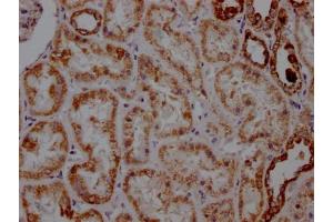 IHC image of ABIN7127353 diluted at 1:100 and staining in paraffin-embedded human kidney tissue performed on a Leica BondTM system.