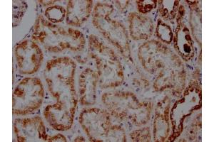 IHC image of ABIN7127353 diluted at 1:100 and staining in paraffin-embedded human kidney tissue performed on a Leica BondTM system. (Recombinant ATP5A1 anticorps)