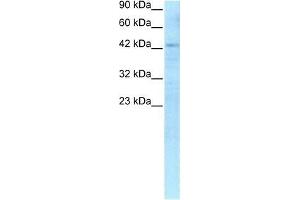 Human HepG2; WB Suggested Anti-RBPSUH Antibody Titration: 0. (RBPJ anticorps  (C-Term))