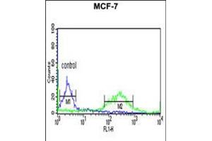 Flow cytometric analysis of MCF-7 cells (right histogram) compared to a negative control cell (left histogram). (ETS2 anticorps  (AA 146-173))