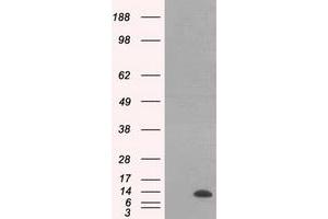 Western Blotting (WB) image for anti-Inhibitor of DNA Binding 3, Dominant Negative Helix-Loop-Helix Protein (ID3) antibody (ABIN1498783) (ID3 anticorps)
