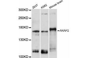 Western blot analysis of extracts of various cell lines, using ARAP2 antibody (ABIN5997254) at 1/1000 dilution. (ARAP2 anticorps)