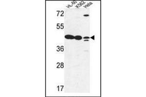 Western blot analysis of LFNG Antibody (Center) in HL-60, K562, Hela cell line lysates (35ug/lane). (LFNG anticorps  (Middle Region))