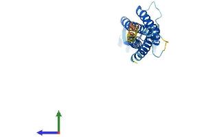 AlphaFold protein structure predicition of Human Recombinant CLDN11 Protein, UniprotID O75508