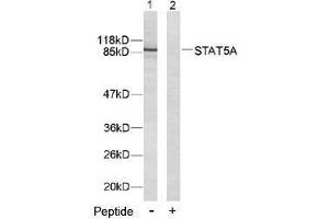 Image no. 2 for anti-Signal Transducer and Activator of Transcription 5A (STAT5A) (Tyr694) antibody (ABIN197180) (STAT5A anticorps  (Tyr694))