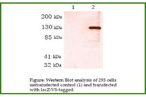 Image no. 1 for anti-V5 Epitope Tag antibody (ABIN790755) (V5 Epitope Tag anticorps)