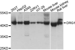 Western blot analysis of extracts of various cell lines, using DRG1 antibody (ABIN1872364) at 1:1000 dilution. (DRG1 anticorps)
