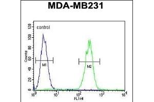 CRHR2 Antibody (Center) (ABIN390758 and ABIN2841016) flow cytometric analysis of MDA-M cells (right histogram) compared to a negative control cell (left histogram). (CRHR2 anticorps  (AA 243-272))