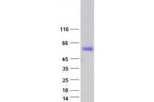 Validation with Western Blot (SCML1 Protein (Transcript Variant 1) (Myc-DYKDDDDK Tag))