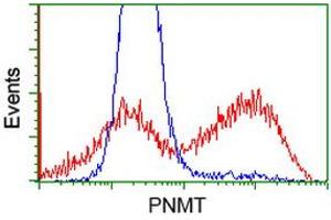 HEK293T cells transfected with either RC206586 overexpress plasmid (Red) or empty vector control plasmid (Blue) were immunostained by anti-PNMT antibody (ABIN2454518), and then analyzed by flow cytometry. (PNMT anticorps)