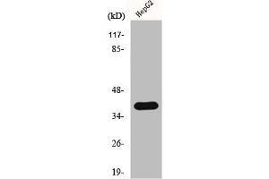 Western Blot analysis of COLO205 cells using hnRNP C1/C2 Polyclonal Antibody (HNRNPC anticorps  (C-Term))