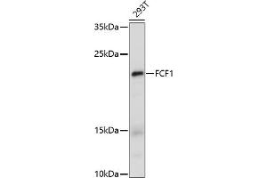 Western blot analysis of extracts of 293T cells, using FCF1 antibody (ABIN7267162) at 1:1000 dilution. (FCF1 anticorps)