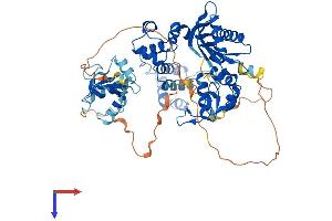 AlphaFold protein structure predicition of Human Recombinant POLL Protein, UniprotID Q9UGP5