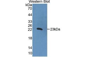 Western Blotting (WB) image for anti-Interleukin 2 (IL2) (AA 1-142) antibody (ABIN3201181) (IL-2 anticorps  (AA 1-142))