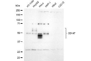 Western blotting analysis using CD147 antibody (ABIN7797737).