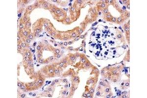 Immunohistochemical analysis of paraffin-embedded mouse kidney section using RPS6 antibody at 1:25 dilution.