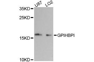 Western blot analysis of extracts of various cell lines, using GPIHBP1 antibody (ABIN6292696) at 1:3000 dilution.