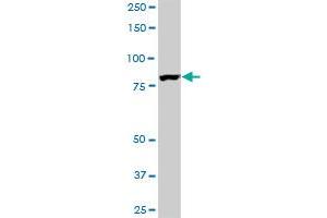 EPS8L2 monoclonal antibody (M01), clone 6C2.