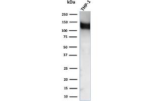Western Blot Analysis of human THP-1 cell lysate using CD31 Mouse Monoclonal Antibody (C31.