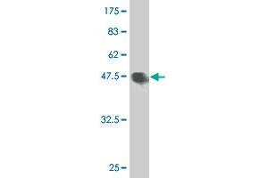 Western Blot detection against Immunogen (47. (HMGB2 anticorps  (AA 1-195))