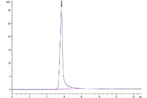 The purity of Mouse Leptin is greater than 95 % as determined by SEC-HPLC.