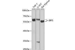 Western blot analysis of extracts of various cell lines, using IRF5 antibody (ABIN3021553, ABIN3021554, ABIN3021555 and ABIN6215235) at 1:1000 dilution. (IRF5 anticorps  (AA 1-200))